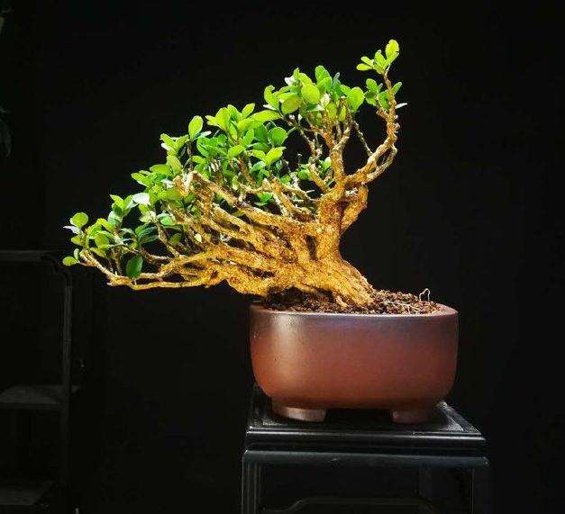 黄杨盆景多久换盆土最好