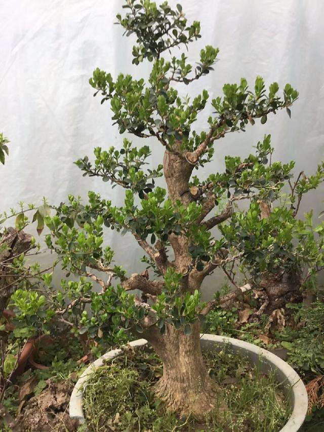 一棵黄杨下山桩造型后