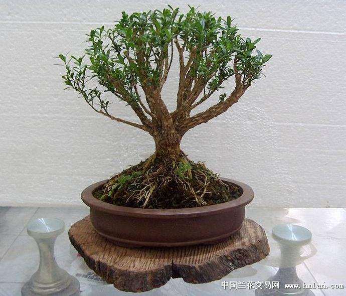 什么时候栽培小叶黄杨盆景最好