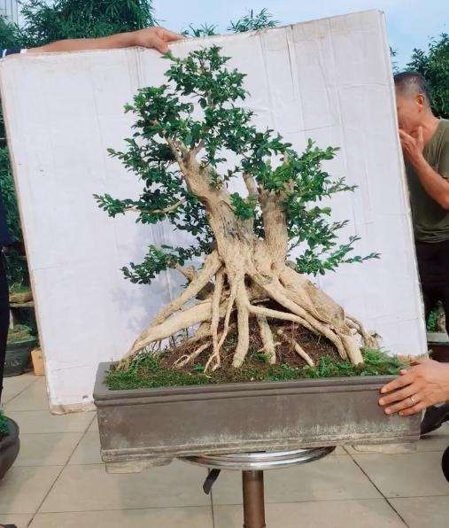 什么时候栽培小叶黄杨盆景最好