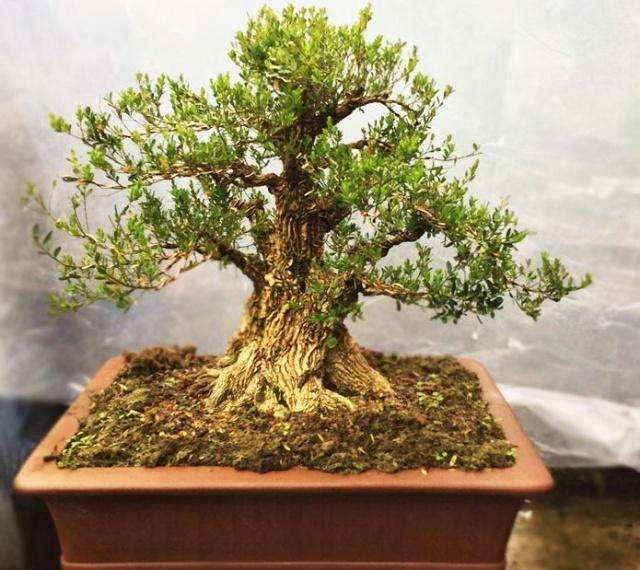 雀舌黄杨盆景的发芽与施肥有什么关系