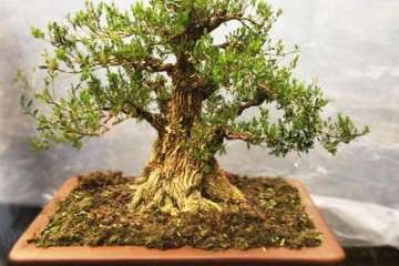 雀舌黄杨盆景的发芽与施肥有什么关系