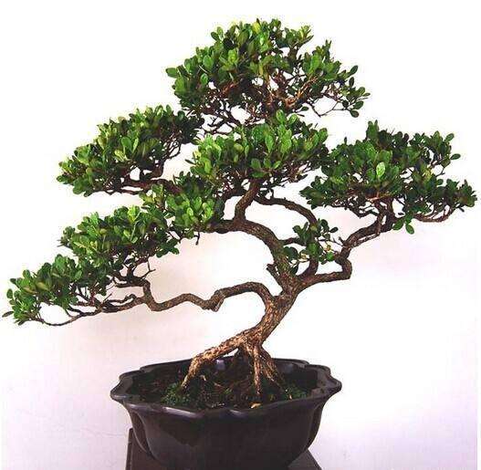 小叶黄杨盆景换盆后怎么养护