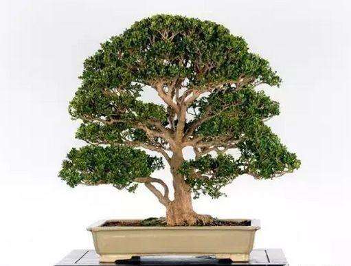 小叶黄杨盆景换盆后怎么养护