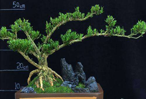 小叶黄杨盆景怎么在室内栽培 图片