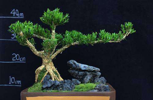 小叶黄杨盆景怎么在室内栽培 图片