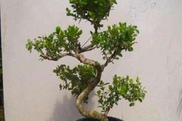 夏季小叶黄杨盆景怎么养护 如何浇水