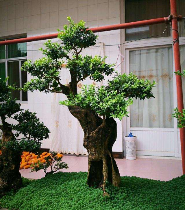 怎么去除小叶黄杨盆景花蕾的3种方法