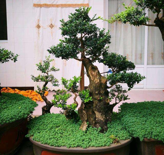 小叶黄杨盆景需要去花蕾的3种情况