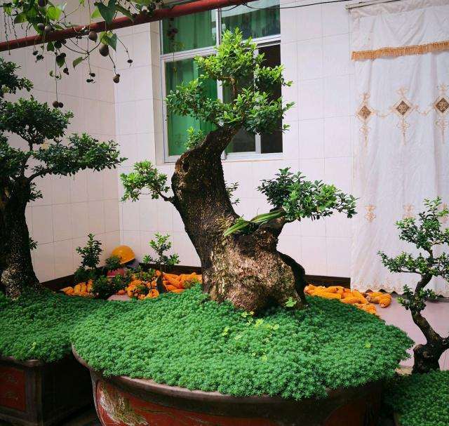 小叶黄杨盆景需要去花蕾的3种情况