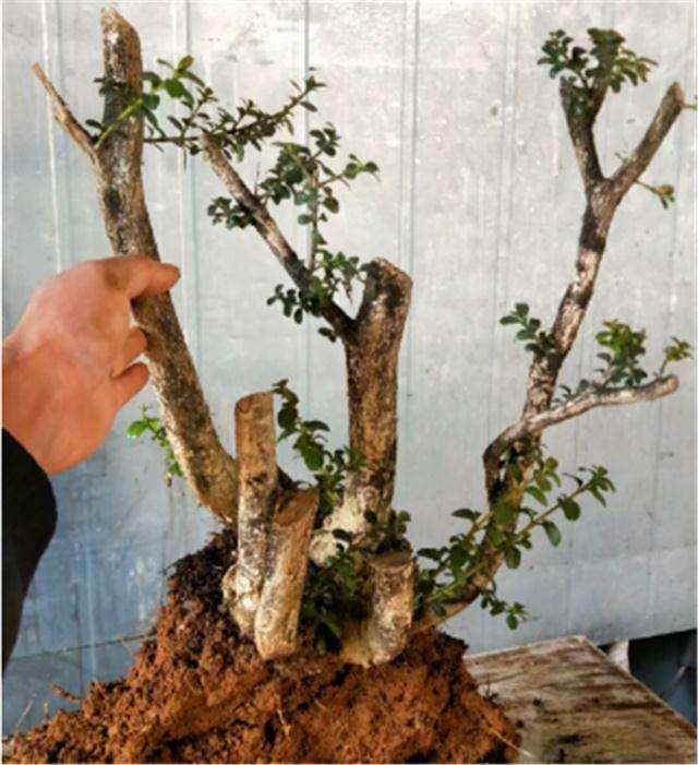 黄杨盆景上盆后怎么浇水养护的方法