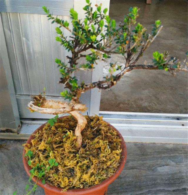 黄杨盆景上盆后怎么浇水养护的方法