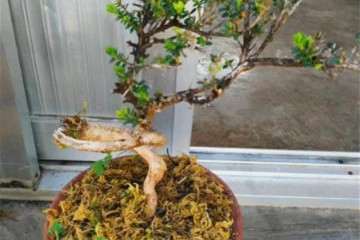 黄杨盆景上盆后怎么浇水养护的方法