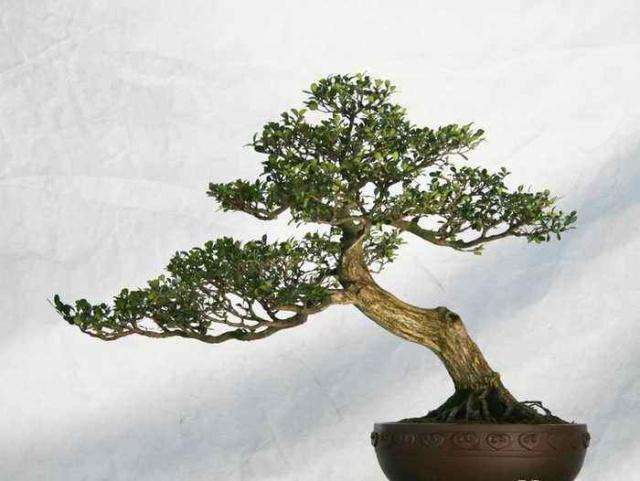 黄杨盆景有哪些生活习性 怎么养护