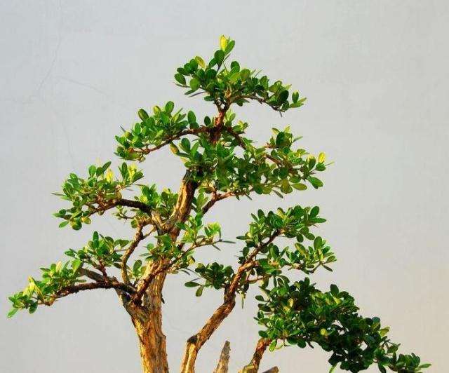 黄杨盆景有哪些生活习性 怎么养护