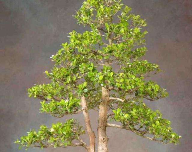 黄杨盆景有哪些生活习性 怎么养护