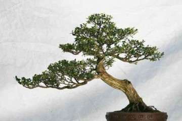 珍珠大叶黄杨盆景有哪些生活习性 怎么养护