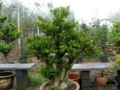 怎么扦插制作黄杨下山桩的方法 图片