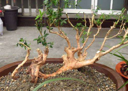 常年挖下山桩为生