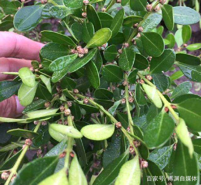 黄杨木下山桩盆景怎么养护的方法