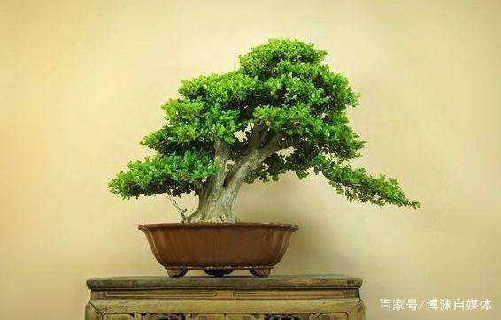 黄杨木下山桩盆景怎么养护的方法