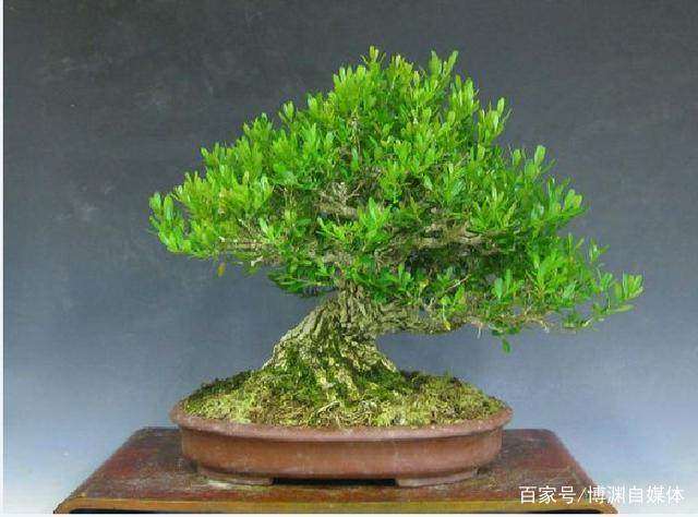 黄杨木下山桩盆景怎么养护的方法