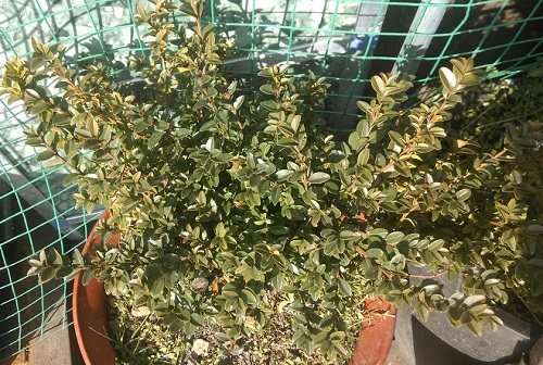 挖到极品黄杨下山桩卖了