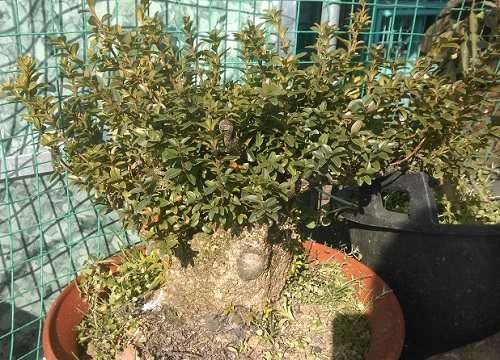 挖到极品黄杨下山桩卖了