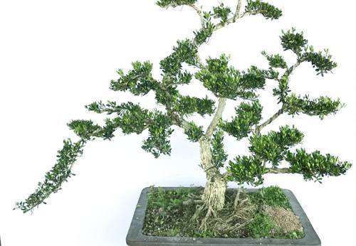 农村老汉进城打工靠黄杨盆景年赚30000