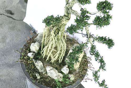 农村老汉进城打工靠黄杨盆景年赚30000