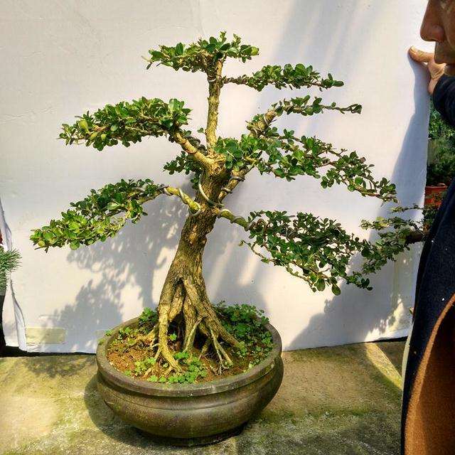 珍珠黄杨盆景上盆什么季节最好