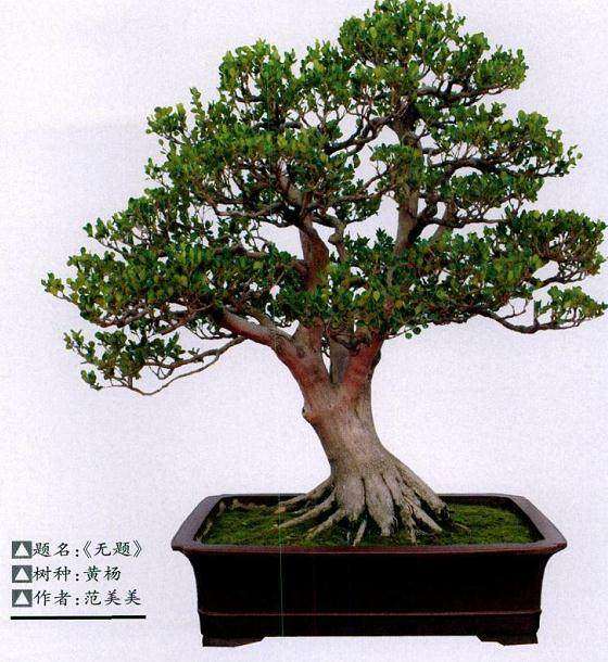 珍珠黄杨盆景怎么养护