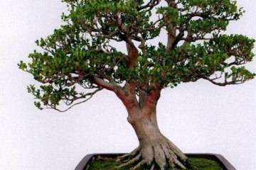 珍珠黄杨盆景上盆后怎么浇水养护 图片