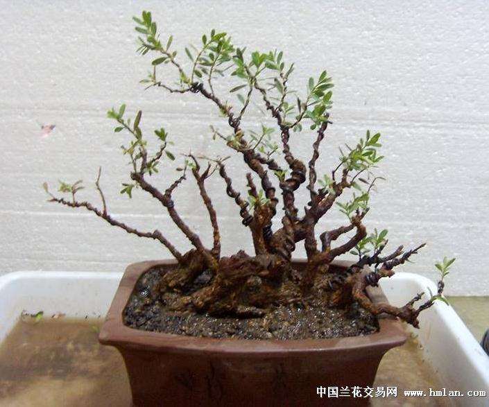 珍珠黄杨盆景在春季施肥效果最好