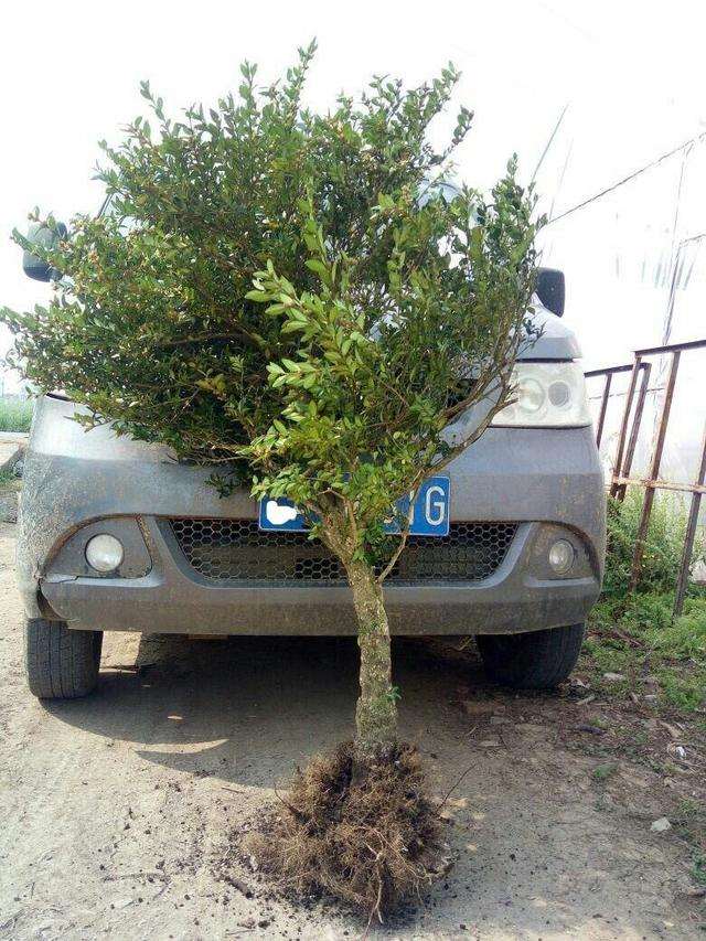 这四棵黄杨下山桩能卖多少钱