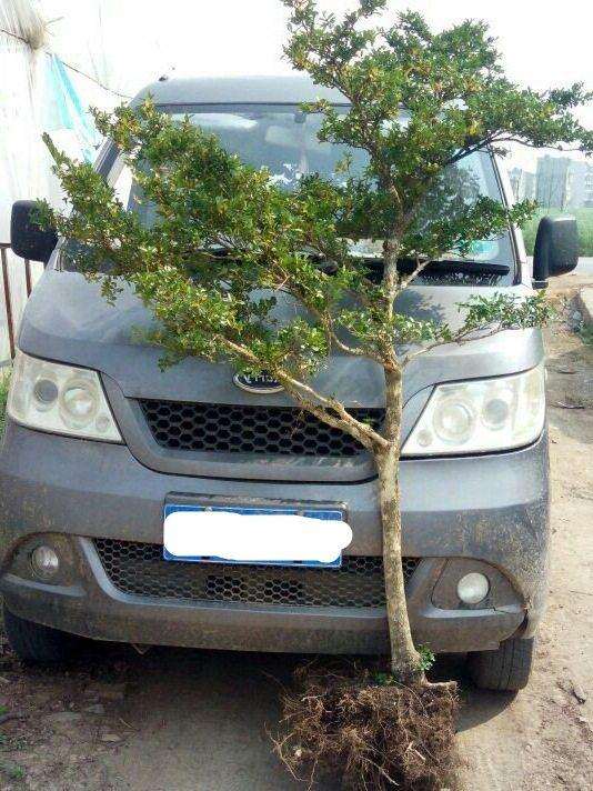 这四棵黄杨下山桩能卖多少钱