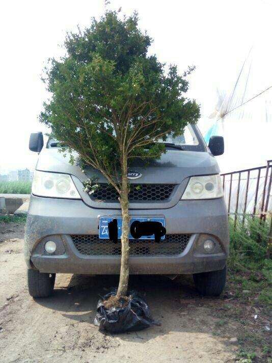 这四棵黄杨下山桩能卖多少钱