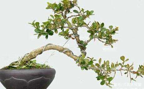 养护小叶黄杨盆景的方法有哪些