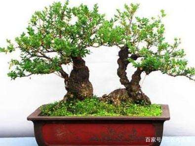 养护小叶黄杨盆景的方法有哪些