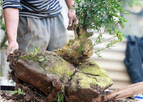 这棵天然附石黄杨下山桩