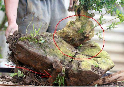 这棵天然附石黄杨下山桩