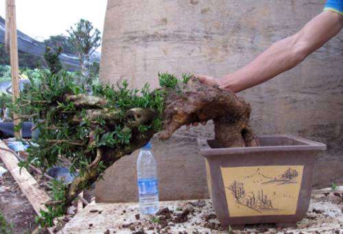 这棵天然附石黄杨下山桩