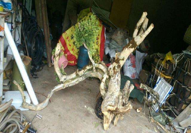 乱挖黄杨下山桩要罚款