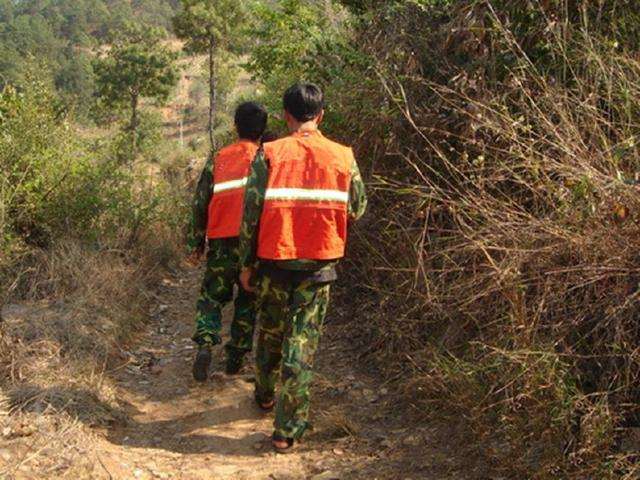 乱挖黄杨下山桩要罚款