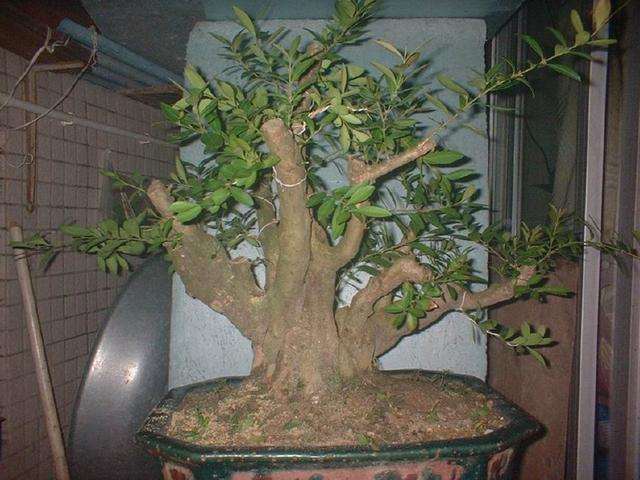 大叶黄杨盆景在夏季的3个养护方法