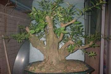 大叶黄杨盆景在夏季的3个养护方法 图片