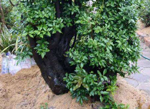 小伙挖到极品黄杨下山桩