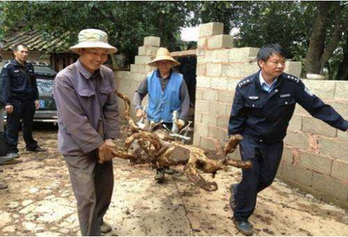 小伙挖到极品黄杨下山桩