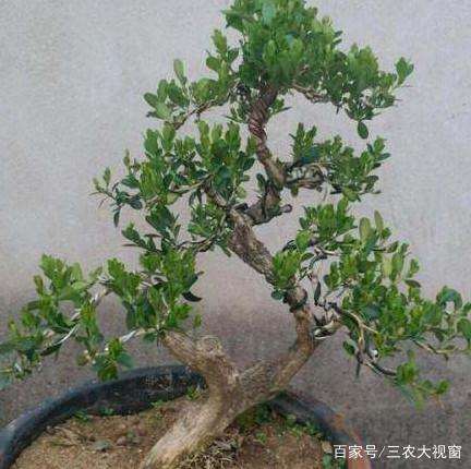 黄杨盆景怎么促芽发芽的方法