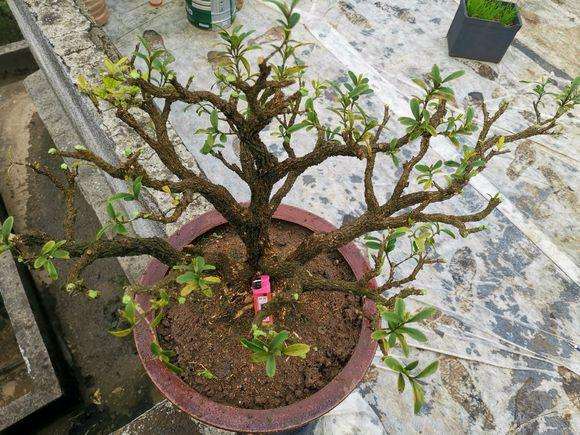 瓜子黄杨盆景种植14年